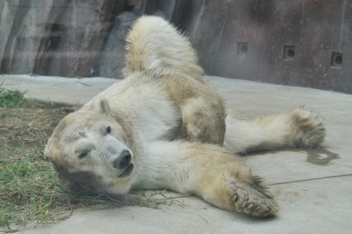 ９月２４日～上野動物園・ユキオ