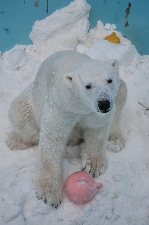 １２月２３日～おびひろ動物園・イコロ＆アイラ