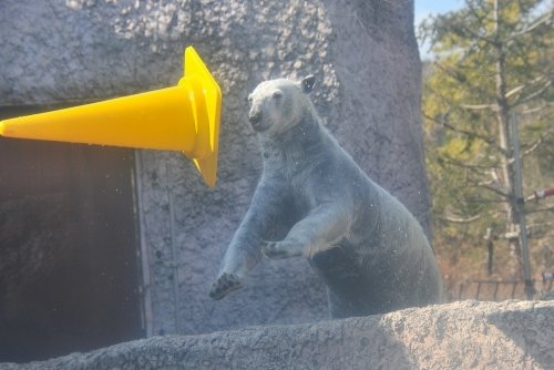 １月１１日～今日のポロロ