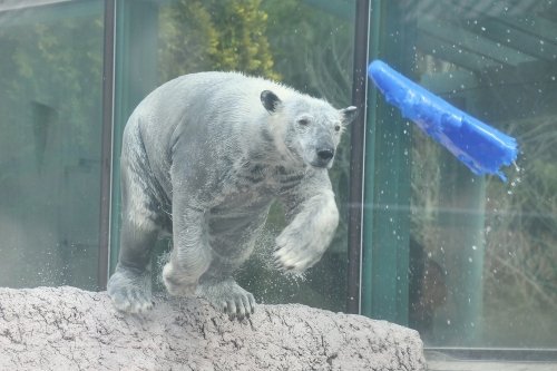 １月１２日～とくしま動物園・ポロロ～開園から１３時まで