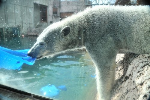 １月１２日～とくしま動物園・ポロロ～１３時から閉園まで