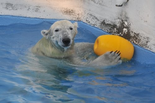 １月１０日～熊本市動植物園・マルル～開園から１１時台まで