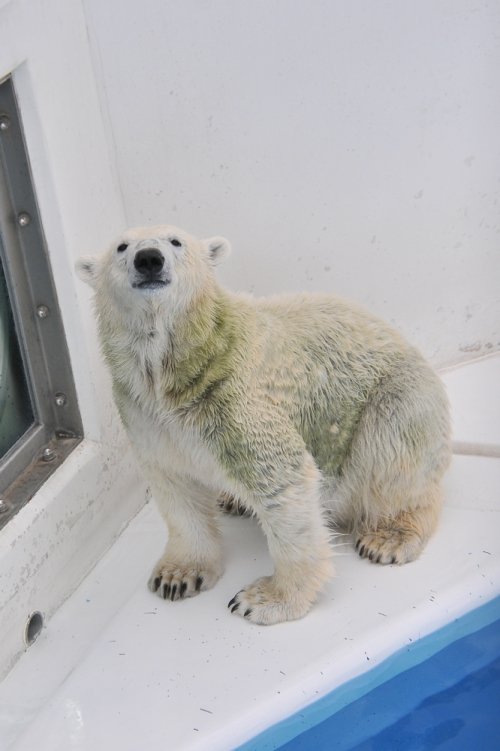 １月１０日～熊本市動植物園・マルル～１１時台から閉園まで