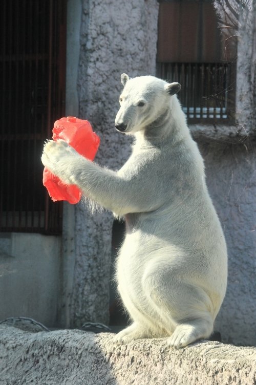 １月１１日～とくしま動物園・ポロロ～開園から１２時台まで