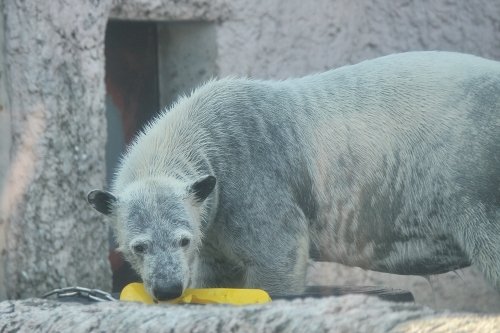 １月１１日～とくしま動物園・ポロロ～１２時台から閉園まで