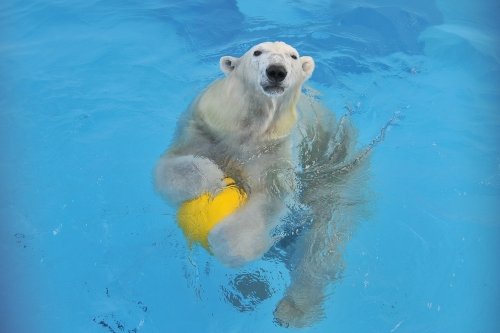 １月９日～熊本市動植物園・マルル～開園から１３時まで