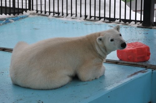 ２月８日～おびひろ動物園・イコロ＆アイラ～開園から１２時台まで