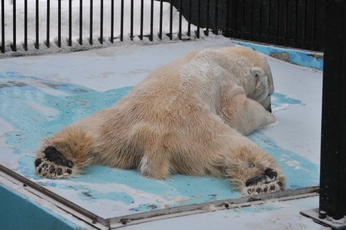 ２月８日～おびひろ動物園・イコロ＆アイラ～１２時台続き