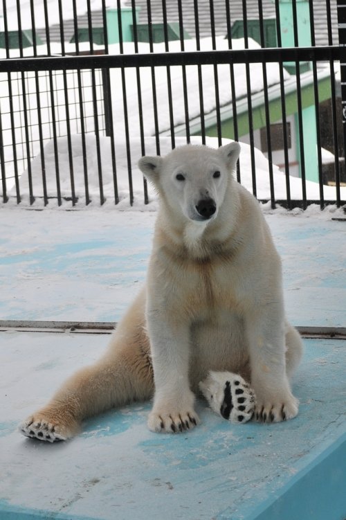 ２月８日～おびひろ動物園・イコロ＆アイラ～１３時台（閉園まで）