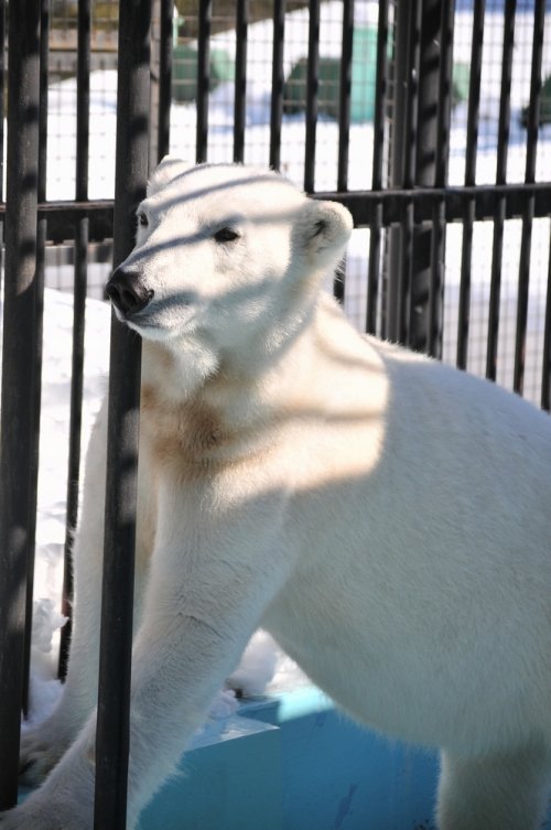 ２月２８日～おびひろ動物園・イコロ＆アイラ