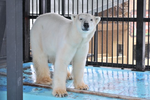 ３月２２日~おびひろ動物園・イコロ＆アイラですが・・・