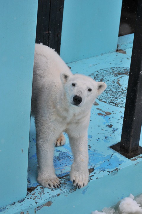 3月22日～おびひろ動物園・イコロ&アイラ