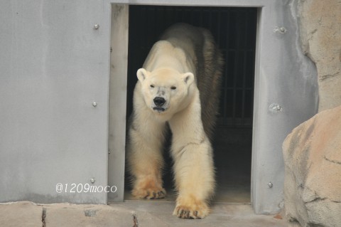 1月13日～王子動物園・アイス