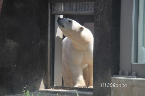 5月15日~上野動物園・イコロ&デア~開園から12時台まで