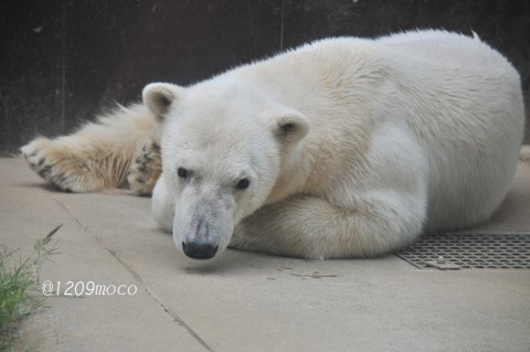 5月15日~上野動物園・イコロ&デア~12時台から閉園まで