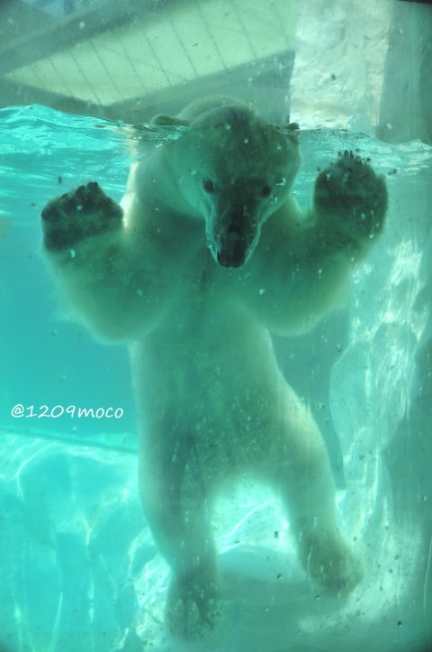 7月21日~昨日のイコロ&デア