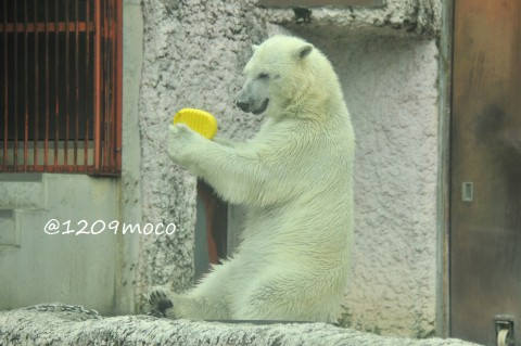 7月18日～とくしま動物園・ポロロ～動画upしました