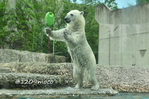 7月18日～とくしま動物園・ポロロ