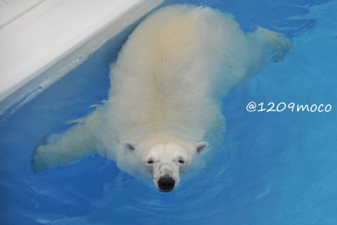 7月19日～熊本市動植物園・マルル