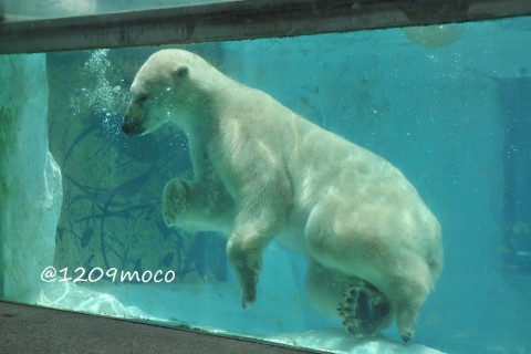 7月21日~上野動物園・イコロ