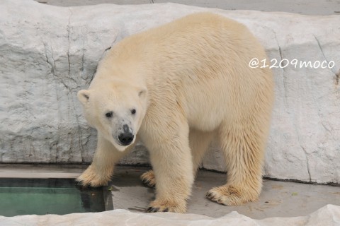 8月24日~上野動物園・イコロ&デア