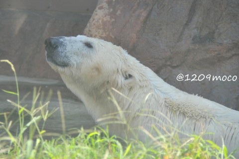 9月23日~上野動物園・イコロ&デア