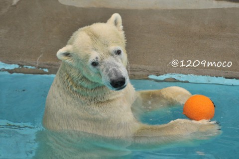 9月21日～浜松市動物園・キロル