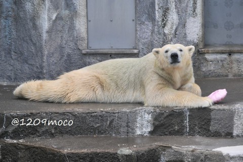 9月19日～浜松市動物園・キロル