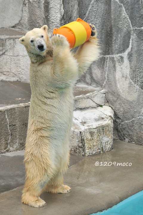 10月10日～昨日のキロル