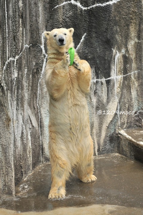 10月11日～浜松市動物園・キロル～開園から12時台まで