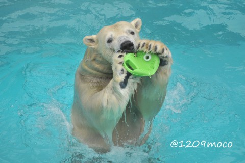 10月11日～浜松市動物園・キロル～12時台から閉園まで