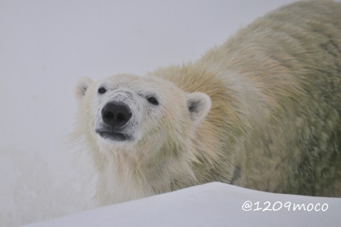 1月10日～熊本市動植物園・マルル