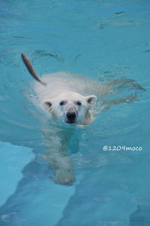 2月27日～釧路市動物園・ツヨシ&ミルク