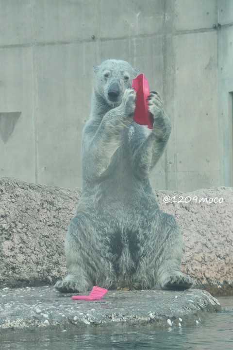 1月8日～とくしま動物園・ポロロ