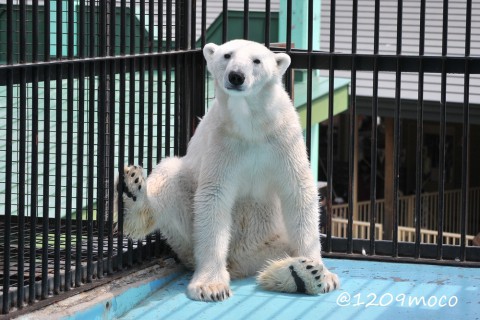 5月3日～3日前のアイラ