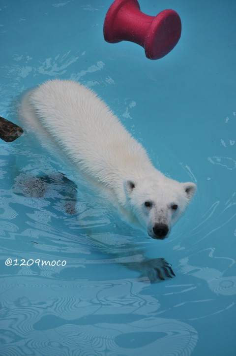 7月18日～おびひろ動物園・アイラ～活魚イベント