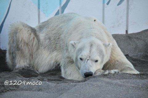8月6日～釧路市動物園・キロル～15時台以降