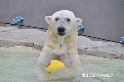 8月17日～5日前のララ&リラ&デナリ&キャンディ