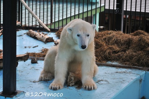 9月25日～おびひろ動物園・アイラ～AM