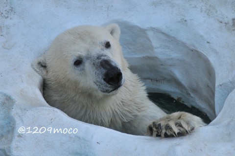 12月11日～上野動物園・イコロ&デア