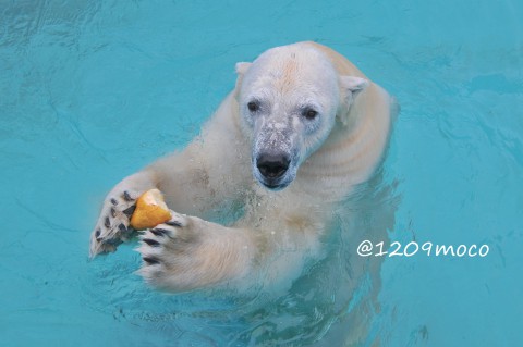 2月12日～釧路市動物園・キロル&ミルク