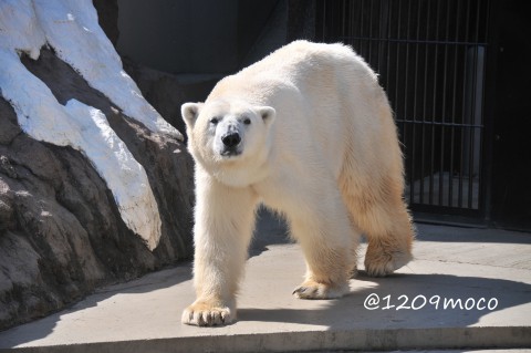 3月10日～昨日のイコロ&デア