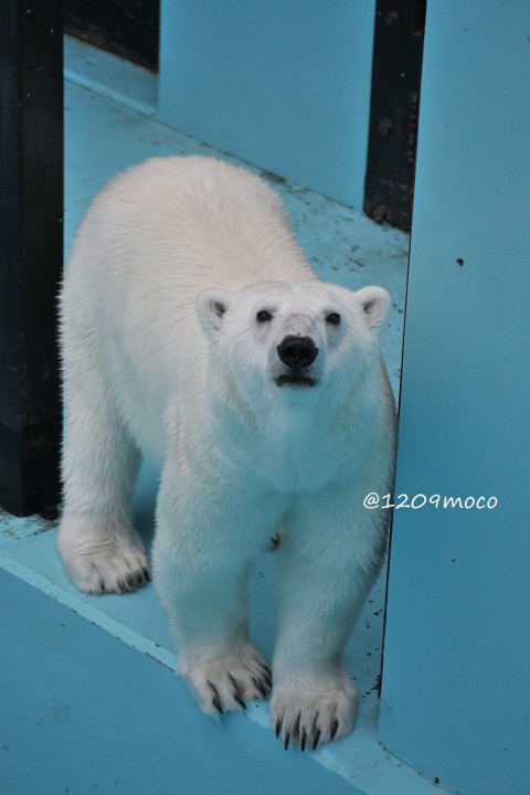 7月17日～おびひろ動物園・アイラ～海の日イベント