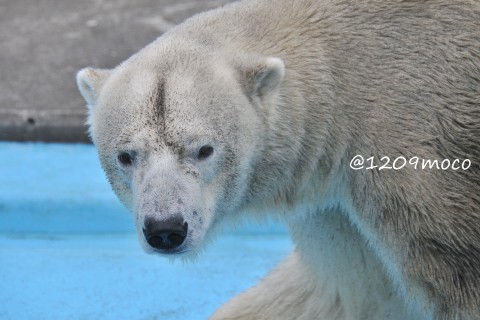 7月16日～釧路市動物園・キロル&ミルク