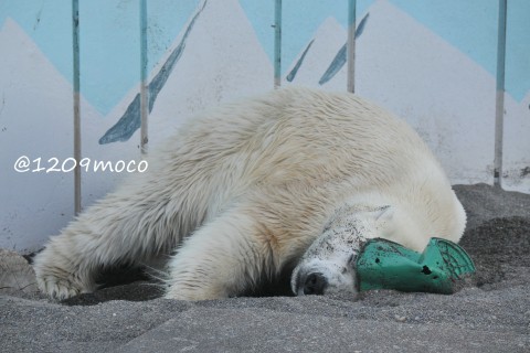 7月15日～釧路市動物園・キロル&ミルク