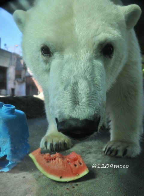 9月18日～とくしま動物園・ポロロ