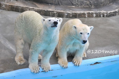 9月16日～浜松市動物園・バフィン&モモ