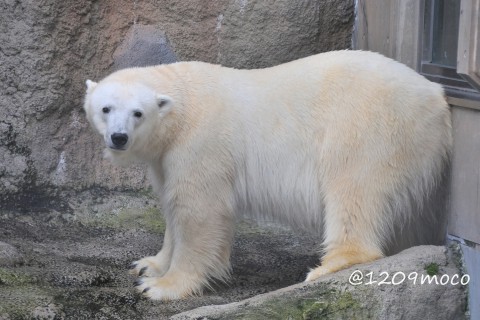 10月9日～旭山動物園・ピリカ&さつき&ルル&イワン