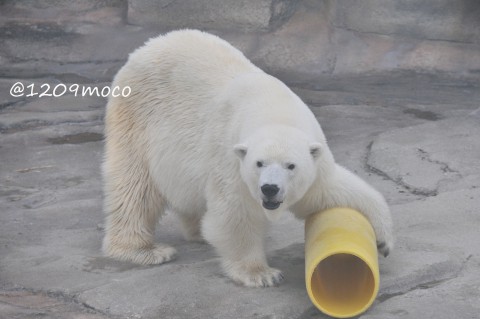 9月19日～王子動物園・みゆき