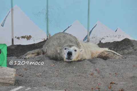 11月2日～釧路市動物園・キロル&ミルク